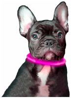 Universal Luminous Dog Collar Trox TR-70, Rechargeable Neon Adjustable Dog Collar for Dogs, Cats, and Other Animals