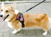 Нейлоновая шлейка жилет для выгула собак, щенков Dog Harness Set нагрудный регулируемый ремень для животных с грудным обхватом для домашних питомцев